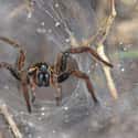 Spiders Are Your Winter Cuddle Buddies on Random Creepy-Crawly Myths And Urban Legends About Spiders