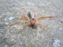 Camel Spiders Can Knock You Out And Steal Your Flesh on Random Creepy-Crawly Myths And Urban Legends About Spiders