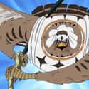 Pell Appeared To Sacrifice His Life In 'One Piece'  on Random Anime Characters Survived Impossible Situations