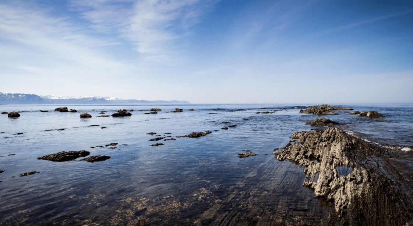 Prehistoric Hybrid "Platypus of Crabs" Was One Of The Strangest Looking