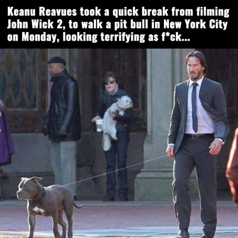 what breed of dog is in john wick 2