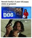 Grand Theft Doggo on Random John Wick Memes Only True Dog Lovers Will Understand