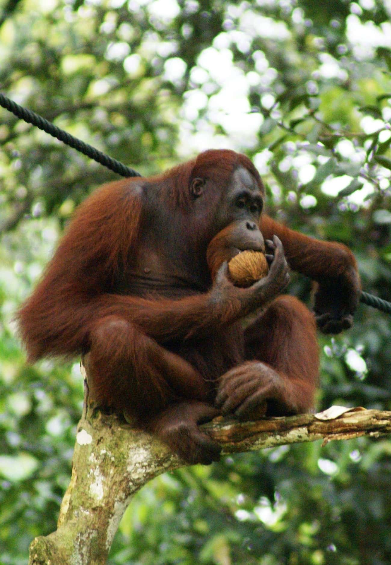The Exinction Of This Giant Ape May Give Us Information About The Adaptability Of Orangutans 