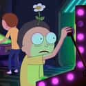Flower Morty on Random Versions Of Morty That We've Seen On Rick And Morty