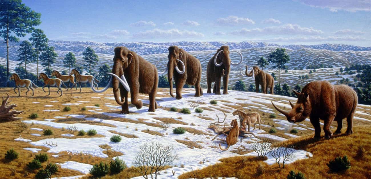 It Was Part Of A Group Of Enormous Beasts Called The Pleistocene Megafauna