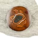Jaguar Gems Natural Septarian Nodule Stone  on Random Best Crystals for Grounding