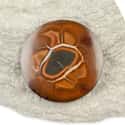 Jaguar Gems Natural Septarian Nodule Stone  on Random Best Crystals for Grounding
