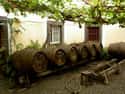 Madeira Wine on Random Unconventional Foods People Ate During Revolutionary Wa