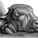 Calf's Head on Random Foods People Ate To Survive In Victorian England