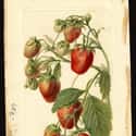 Royal Sovereign Strawberry on Random Foods People Ate To Survive In Victorian England