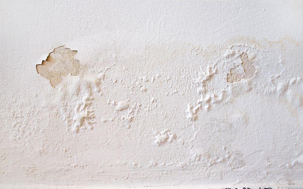Signs Of A Mold Problem In Your Home What To Look Out For