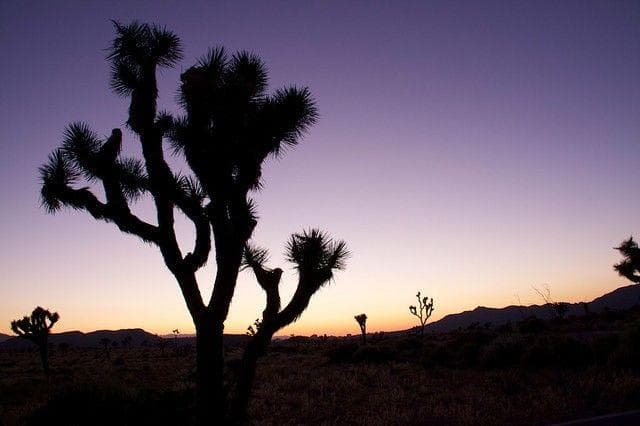 The Yucca Man Hides Among The Joshua Trees 