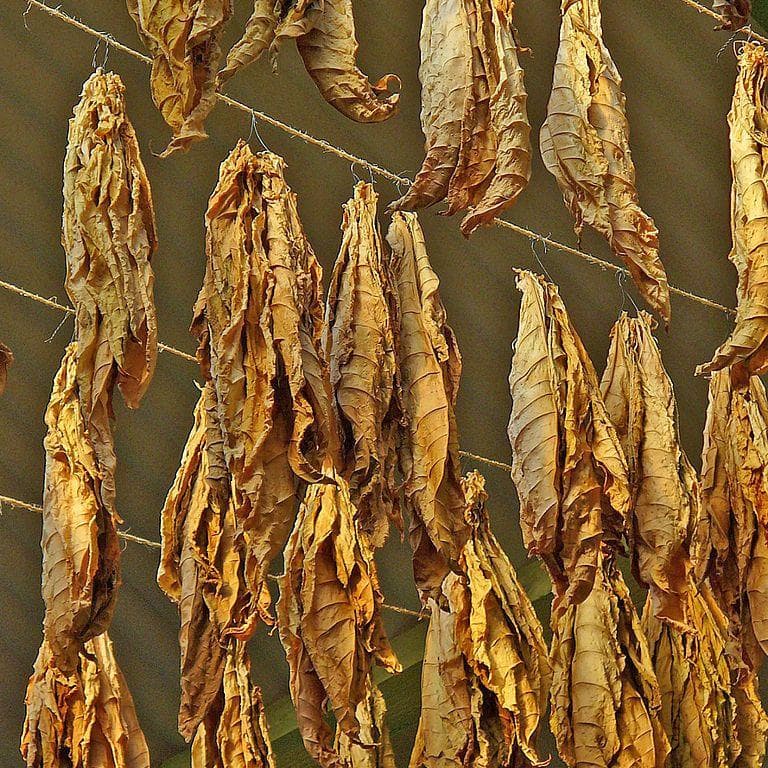 History Of US Currency What Was Used Before The Dollar?