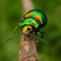 Father Gomez - Unnamed Green-Backed Beetle  on Random Daemon In 'His Dark Materials'