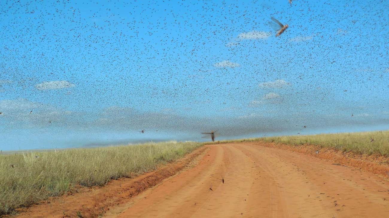 Five Well-Coordinated Locust Swarms Would Be Able To Wipe Out The Entire Earth