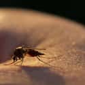 Mosquitoes Kill More People Every Year Than Humans Do on Random Creepy Facts About Bugs Nobody Really Wants To Think About