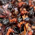If All The World's Ants Were Lined Up, The Distance Would Stretch From Earth To The Moon And Back 1,500 Times on Random Creepy Facts About Bugs Nobody Really Wants To Think About