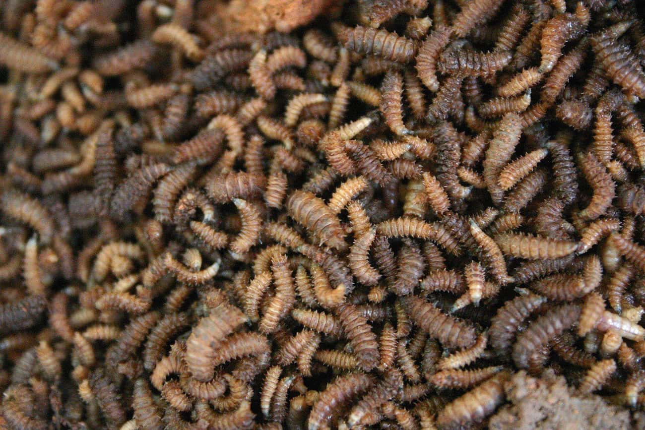 If You're A Regular Coffee Drinker, You Might Drink 130,000+ Insect Parts A Year