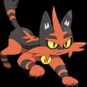 Torracat on Random Best Cat-Like Pokemon