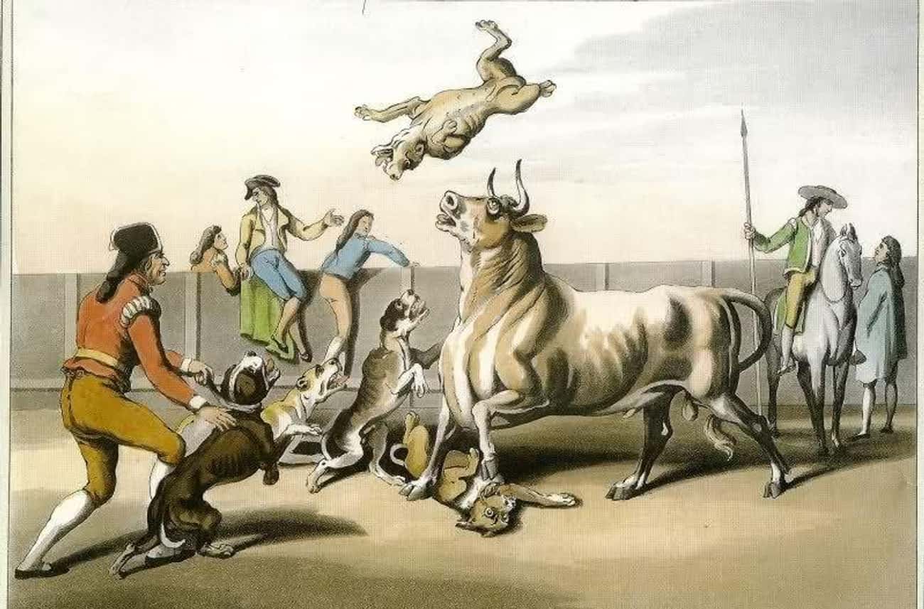 Bulldogs Were Specifically Bred For Use In Bull-Baiting