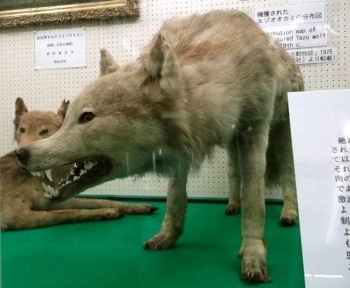 japanese wolf