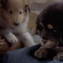 There’s A Scene Of Forcible Dog-On-Dog Relations  on Random 'Man's Best Friend' Is A Charmingly Stupid '90s Horror Movi