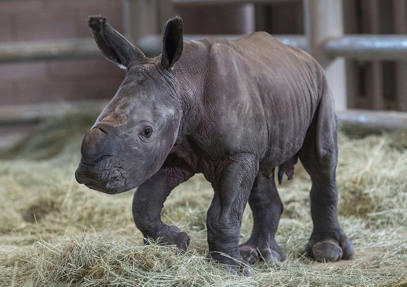 The First Southern White Rhino In North America Conceived Through Artificial Insemination Is Born