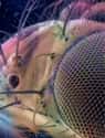 This Fruit Fly! on Random Awesome Things Seen Through a Microscope