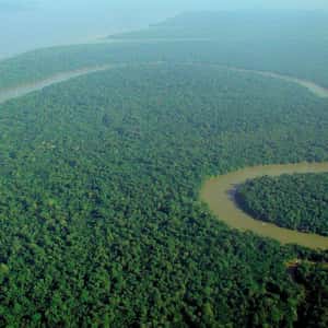 The Amazon Rainforest Fires
