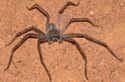 Giant Huntsman Spider on Random Biggest Spiders In World
