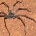 Giant Huntsman Spider on Random Biggest Spiders In World