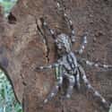 Face-Sized Tarantula on Random Biggest Spiders In World
