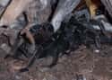 Colombian Lesserblack Tarantula on Random Biggest Spiders In World