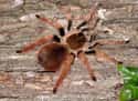 Colombian Giant Redleg Tarantula  on Random Biggest Spiders In World