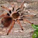 Colombian Giant Redleg Tarantula  on Random Biggest Spiders In World
