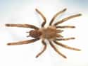 Hercules Baboon Spider on Random Biggest Spiders In World