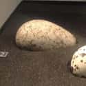 Murre Eggs on Random Surprising Foods Prospectors Ate To Survive Gold Rush