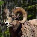 Roasted Bighorn Sheep on Random Surprising Foods Prospectors Ate To Survive Gold Rush