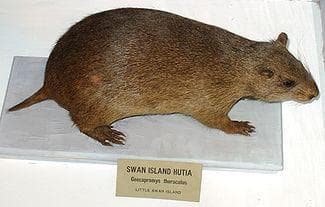 Extinct Animals: List of Mammals That Have Gone Extinct