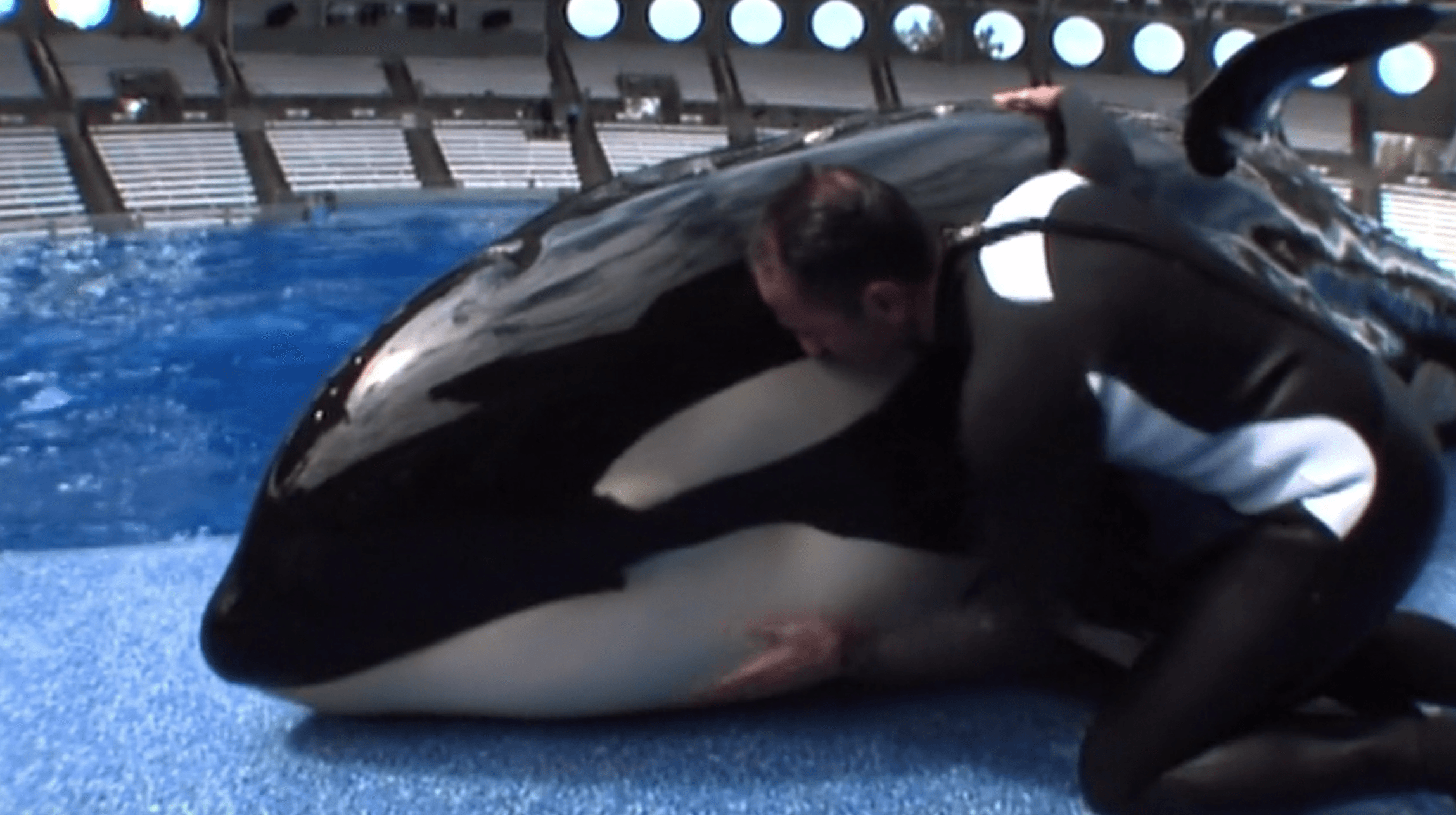 What Happened To Seaworld After The 'Blackfish' Backlash?
