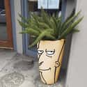 This Planter Made To Look Like Sideshow Bob on Random Pictures On Internet That Made Us Laugh A Lot