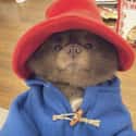 This Dog Dressed As Paddington Bear on Random Pictures On Internet That Made Us Laugh A Lot