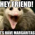 Party Time on Random Possum Memes You Had No Idea You Needed