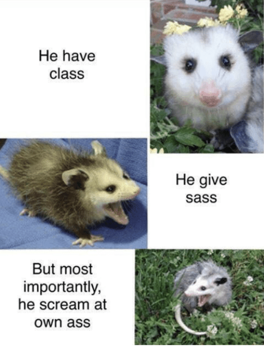 Random Possum Memes You Had No Idea You Needed