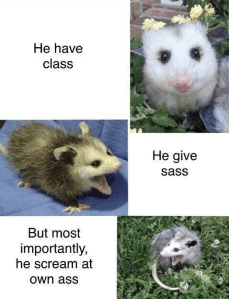 20 Possum Memes You Had No Idea You Needed