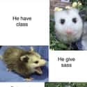 He Give Sass on Random Possum Memes You Had No Idea You Needed
