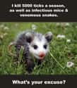 Excuses, Excuses on Random Possum Memes You Had No Idea You Needed