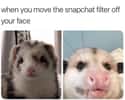 Rude Awakening on Random Possum Memes You Had No Idea You Needed