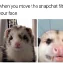 Rude Awakening on Random Possum Memes You Had No Idea You Needed
