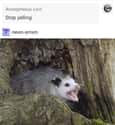 Stop Yelling on Random Possum Memes You Had No Idea You Needed